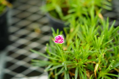 ​盆栽康乃馨种子怎么种（什么季节种植，好发芽吗）