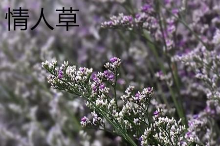 情人草