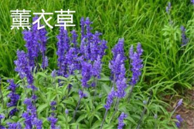 ​情人草和薰衣草的区别