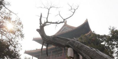 ​曲阜市孔庙，很美的地方，来陶冶情操吧