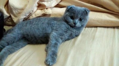 ​苏格兰折耳猫基因遗传性骨骼疾病是真的么?