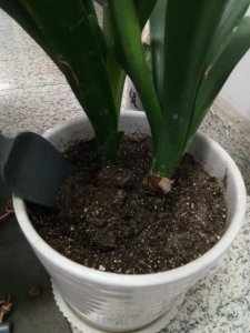 ​长寿茶花君子兰…用了这一招，花朵开的像瀑布，美爆了！