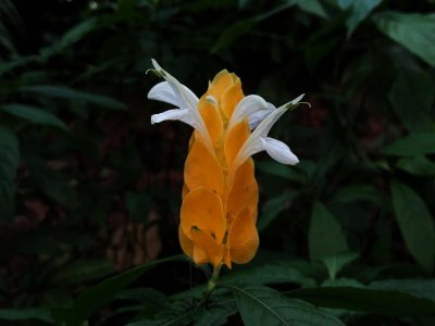 ​金苞花怎么施肥