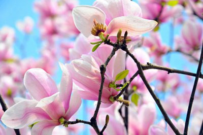​吕梁适合养什么花，市花和市树是什么