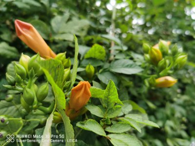 ​凌霄花怎么过冬