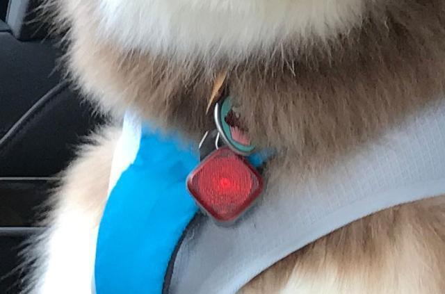 王思聪爱犬的狗牌上写着：别杀我，我家很有钱