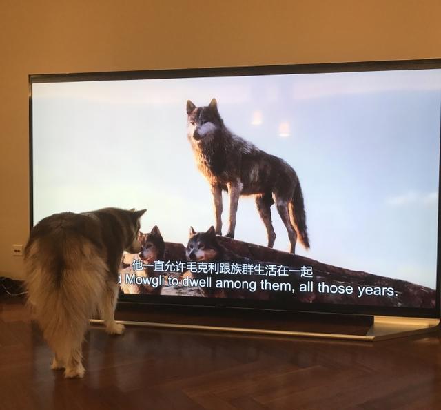 王思聪爱犬的狗牌上写着：别杀我，我家很有钱