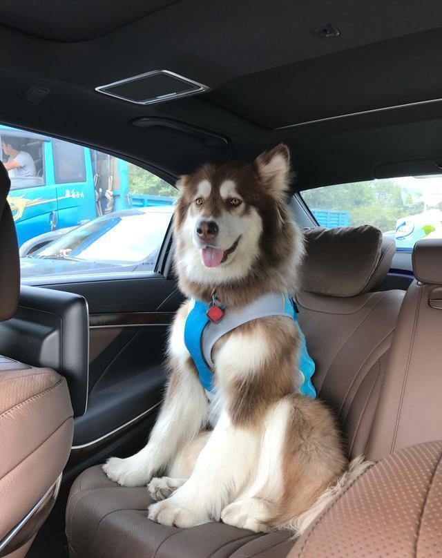 王思聪爱犬的狗牌上写着：别杀我，我家很有钱