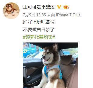 王思聪爱犬的狗牌上写着：别杀我，我家很有钱