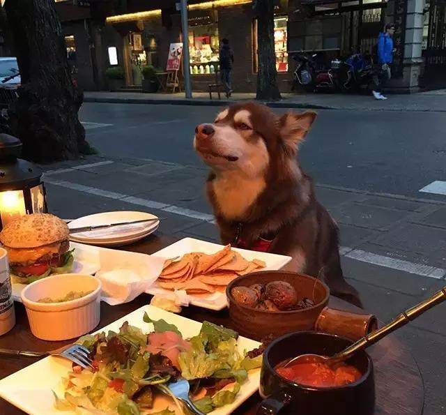 王思聪爱犬的狗牌上写着：别杀我，我家很有钱