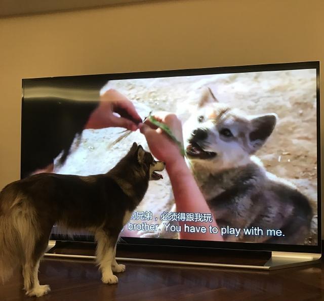 王思聪爱犬的狗牌上写着：别杀我，我家很有钱