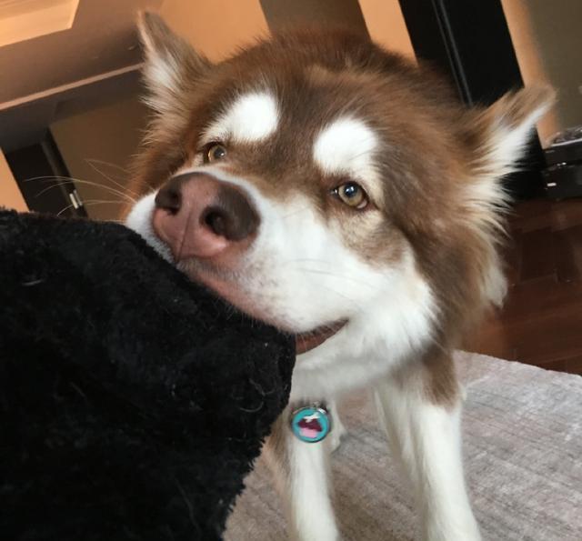 王思聪爱犬的狗牌上写着：别杀我，我家很有钱