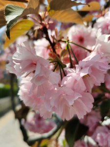 ​无锡适合养什么花，市花和市树是什么