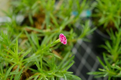 ​楚雄适合养什么花，市花和市树是什么