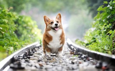 ​上海柯基犬的归宿，为何让人分外痛心？