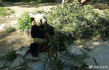 怎么吃主食不胖？研究称放冰箱后再加热就行…