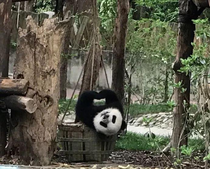 怎么吃主食不胖？研究称放冰箱后再加热就行…