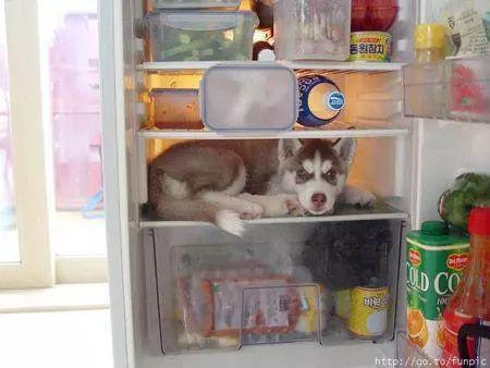 怎么吃主食不胖？研究称放冰箱后再加热就行…