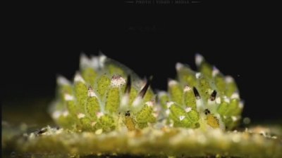 ​神奇的生物，为了生存“绿”了自己…………