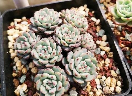 在家盆栽多肉蓝姬莲，多迎合3个习性，植株多头群生、状态好