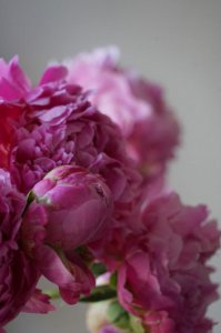​5月花神是芍药,别再只知道月季了！
