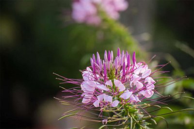 ​醉蝶花的主要价值