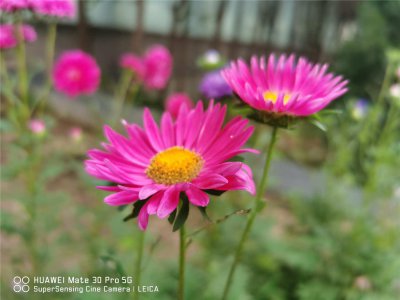 ​翠菊的花语