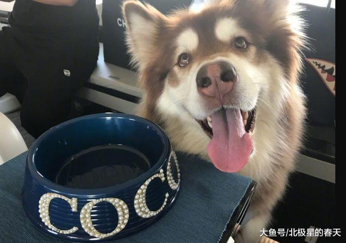 王思聪深夜晒“王可可”, 后面的女性用品亮了, 网友表示尺度太大