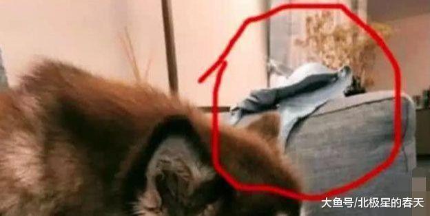 王思聪深夜晒“王可可”, 后面的女性用品亮了, 网友表示尺度太大