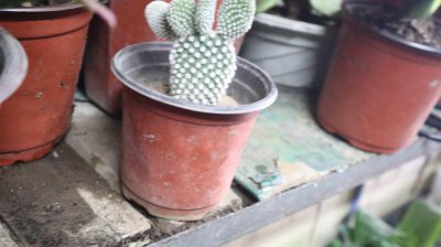 ​仙人掌花语象征与寓意