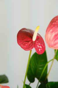 ​红掌的花语是什么