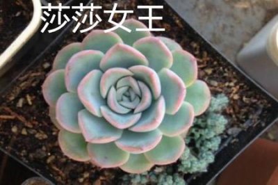 ​莎莎女王和红边月影的区别