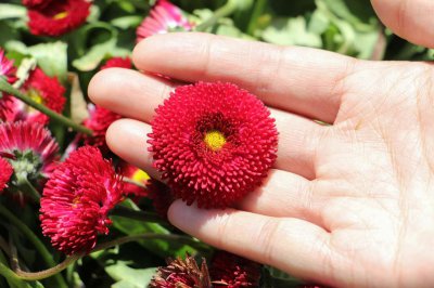 ​雏菊花期，雏菊图片