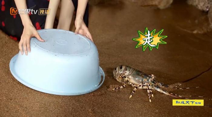 看不懂她边吃虾边放生的圣母人设了...