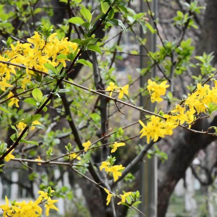 山东这所本科“特色名校”也招专科， 就业不要太好！代码13324