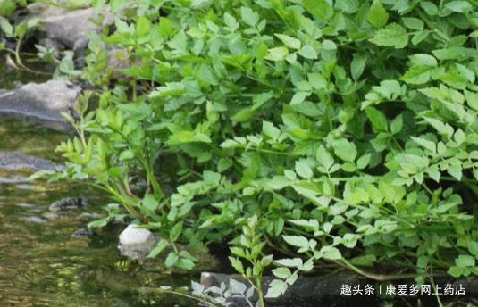 小河边的水芹菜具有5大营养价值！但注意事项和健康吃法有哪些呢