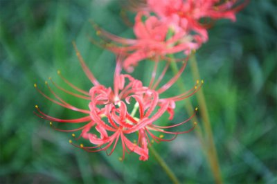 ​彼岸花怎么养