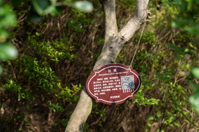 ​青岛八大关枫叶红的时间，八大关枫叶什么时候落