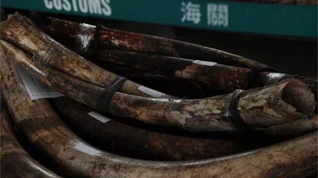 “象牙女王”获刑15年:牙雕“美”背后,是人类残忍杀戮!!