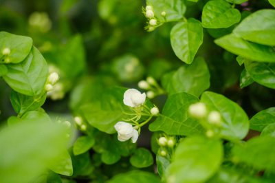 ​茉莉花茶产地