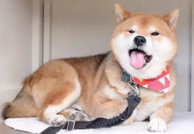 ​谁说柴犬的微笑超治愈？这明明是霸道总裁式微笑好吧
