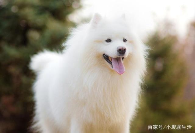 这些生长在寒冷地区的犬类，你知道多少