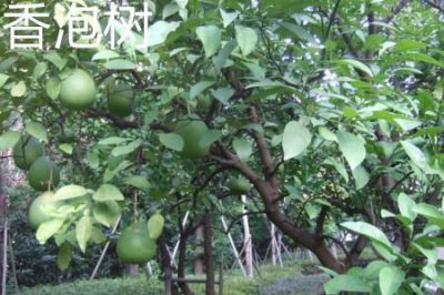 ​香泡树和柚子树的区别