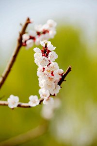 ​杏树的养殖方法和注意事项