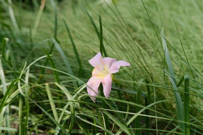 ​韭菜莲的价值