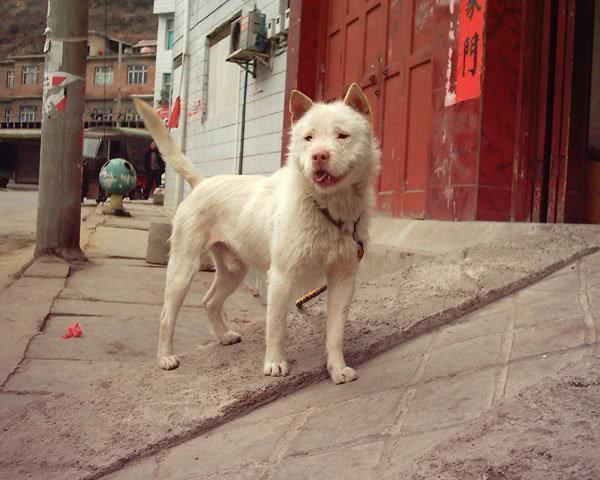 中国犬类的血统渊源流长，细数本土犬种，见过3个算我输！