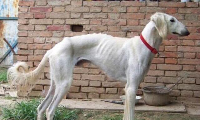 中国犬类的血统渊源流长，细数本土犬种，见过3个算我输！