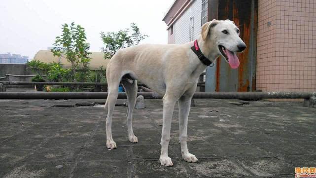 中国犬类的血统渊源流长，细数本土犬种，见过3个算我输！
