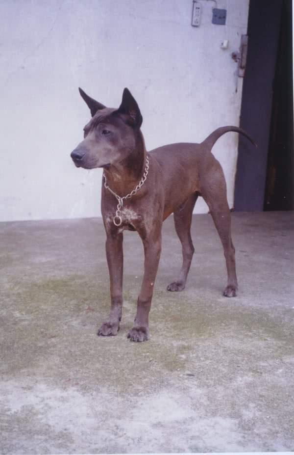 中国犬类的血统渊源流长，细数本土犬种，见过3个算我输！