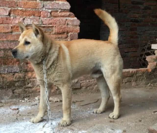 中国犬类的血统渊源流长，细数本土犬种，见过3个算我输！